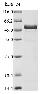 SDS-PAGE