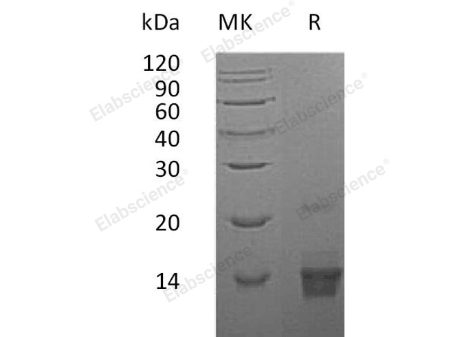 Валидация Elabscience PKSH032854(3264)
