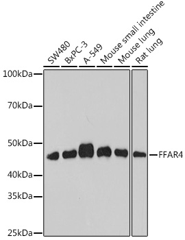 Валидация Elabscience E-AB-92023