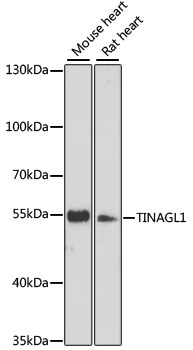 Валидация Elabscience E-AB-66009