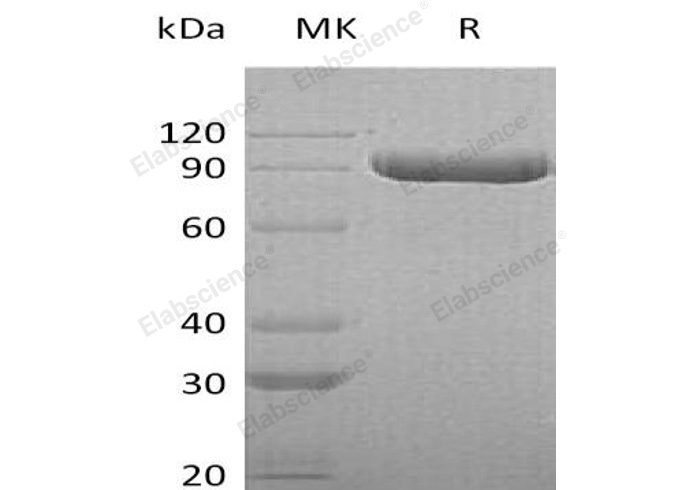 Валидация Elabscience PKSH032658(3092)