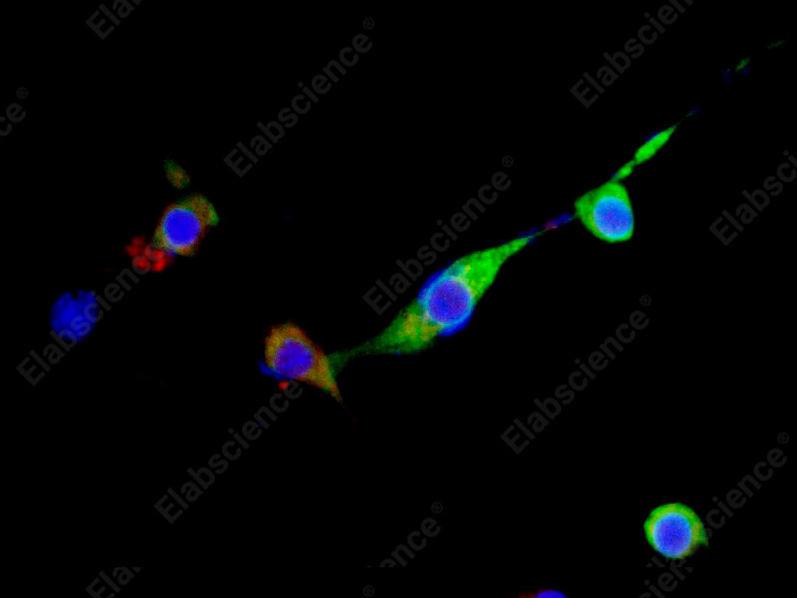 Иммунофлуоресценция, GFP, клетки 293F