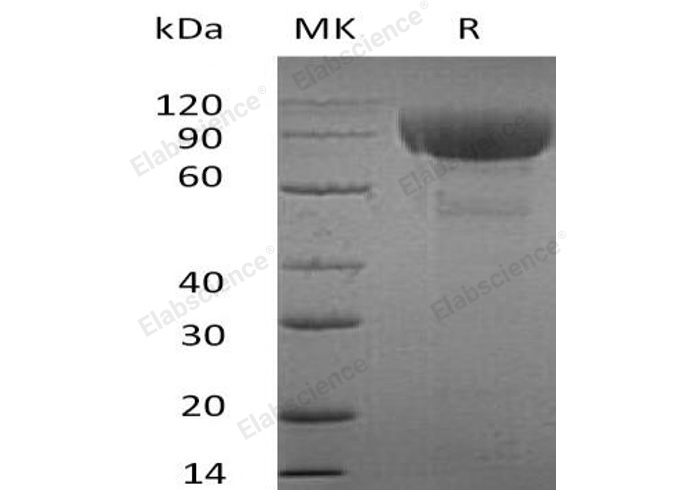 Валидация Elabscience PKSH032563(3016)