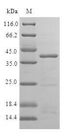 SDS-PAGE