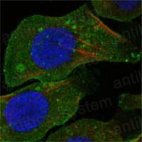 Валидация IF - AntibodySystem RHH38602