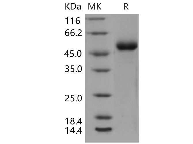 Валидация Elabscience PKSM040462(4459)