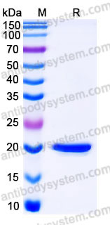 YHB97801, SDS-PAGE