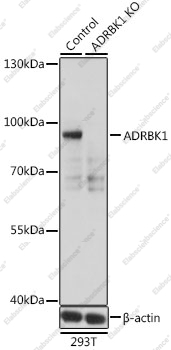 Вестерн-блоттинг, ADRBK1, клетки 293T
