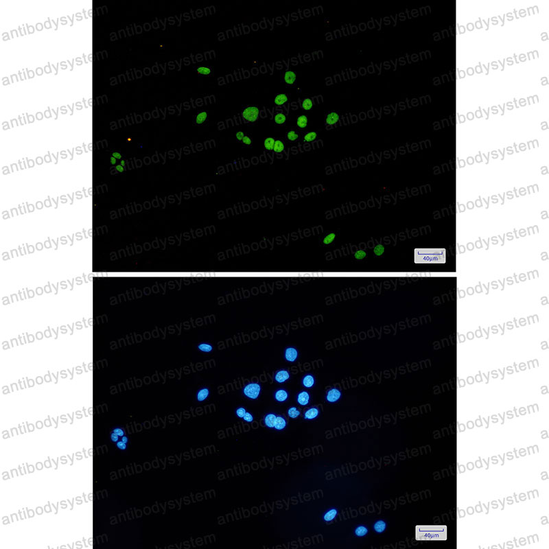 Валидация IF - AntibodySystem RHG83003