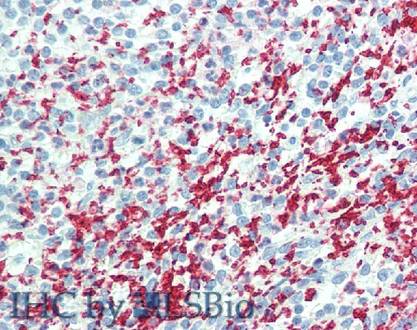 Валидация Elabscience E-AB-15083