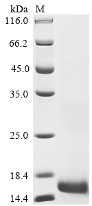 SDS-PAGE