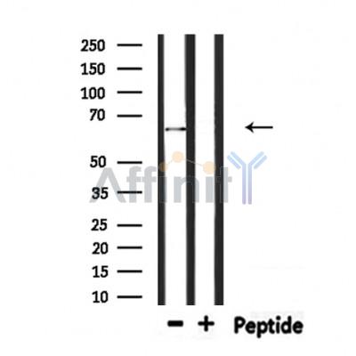 Валидация Affinity DF7399 - 19134