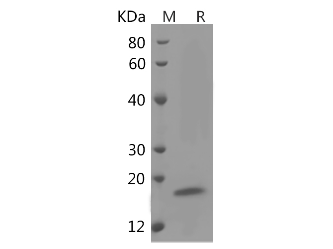 Валидация Elabscience PDMH100412(1006)