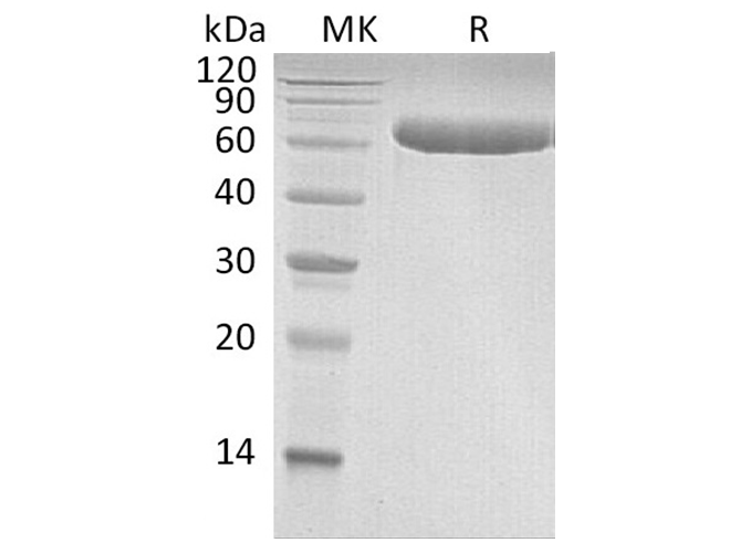 Валидация Elabscience PKSH033414(3739)