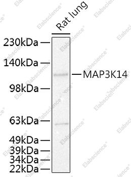 Вестерн-блоттинг, MAP3K14, ткань легкого крысы