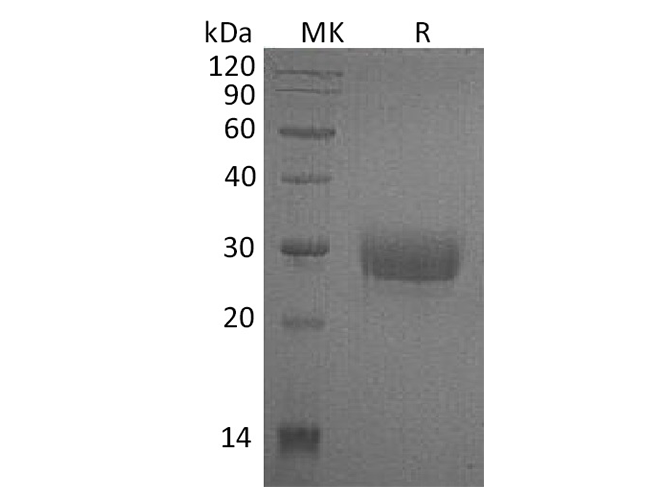 Валидация Elabscience PKSH032418(2897)