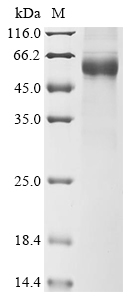 SDS-PAGE