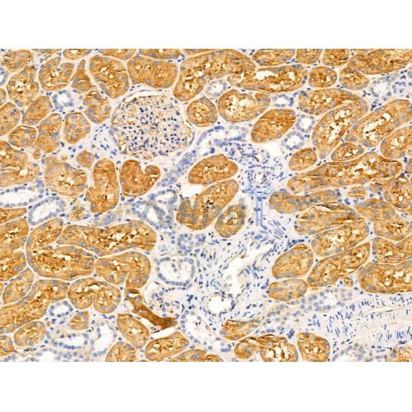 Валидация Affinity AF5463 - 3118