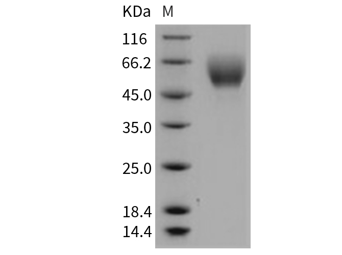 Валидация Elabscience PKSM040744(4716)