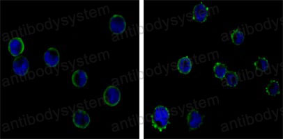 Валидация IF - AntibodySystem RHD10806
