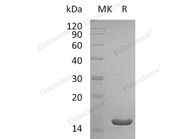 Валидация Elabscience PKSH032042(2597)
