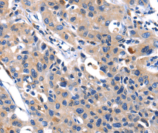 Валидация Elabscience E-AB-10463