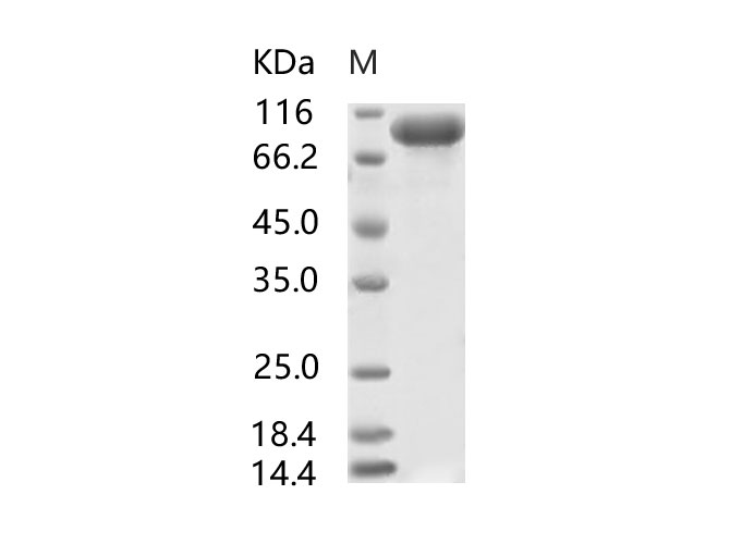Валидация Elabscience PKSV030105(5881)