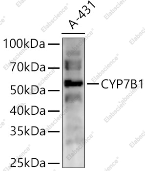 Вестерн-блоттинг, CYP7B1, клетки A-431