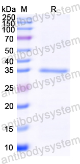 YZZ03201, SDS-PAGE