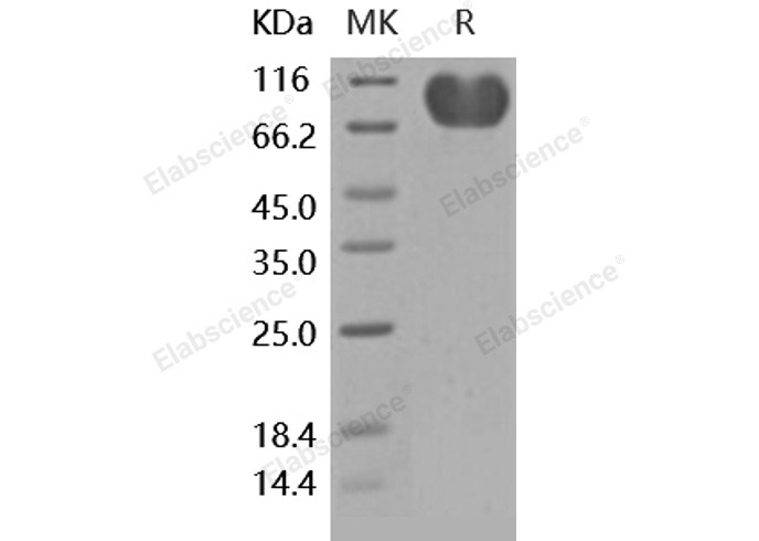 Валидация Elabscience PKSH031869(2491)