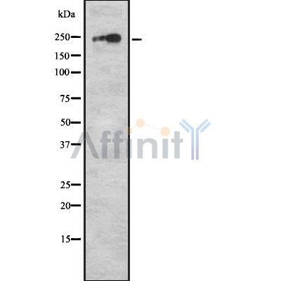 Валидация Affinity DF8265 - 20106