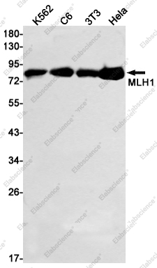 Вестерн-блоттинг, MLH1, клетки K562, C6, 3T3, HeLa