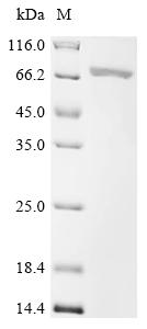 SDS-PAGE