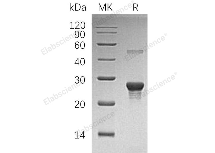 Валидация Elabscience PKSH032896(3299)