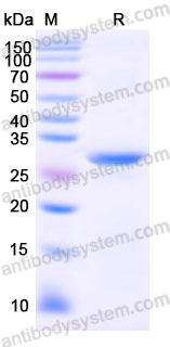 Валидация AntibodySystem YHD69001