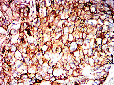 Валидация AntibodySystem RHG26701 (2892)