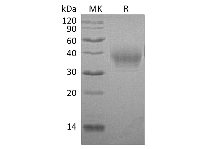 Валидация Elabscience PKSQ050068(5437)