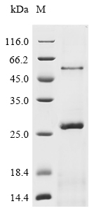 SDS-PAGE