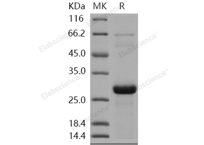 Валидация Elabscience PKSH031077(1869)