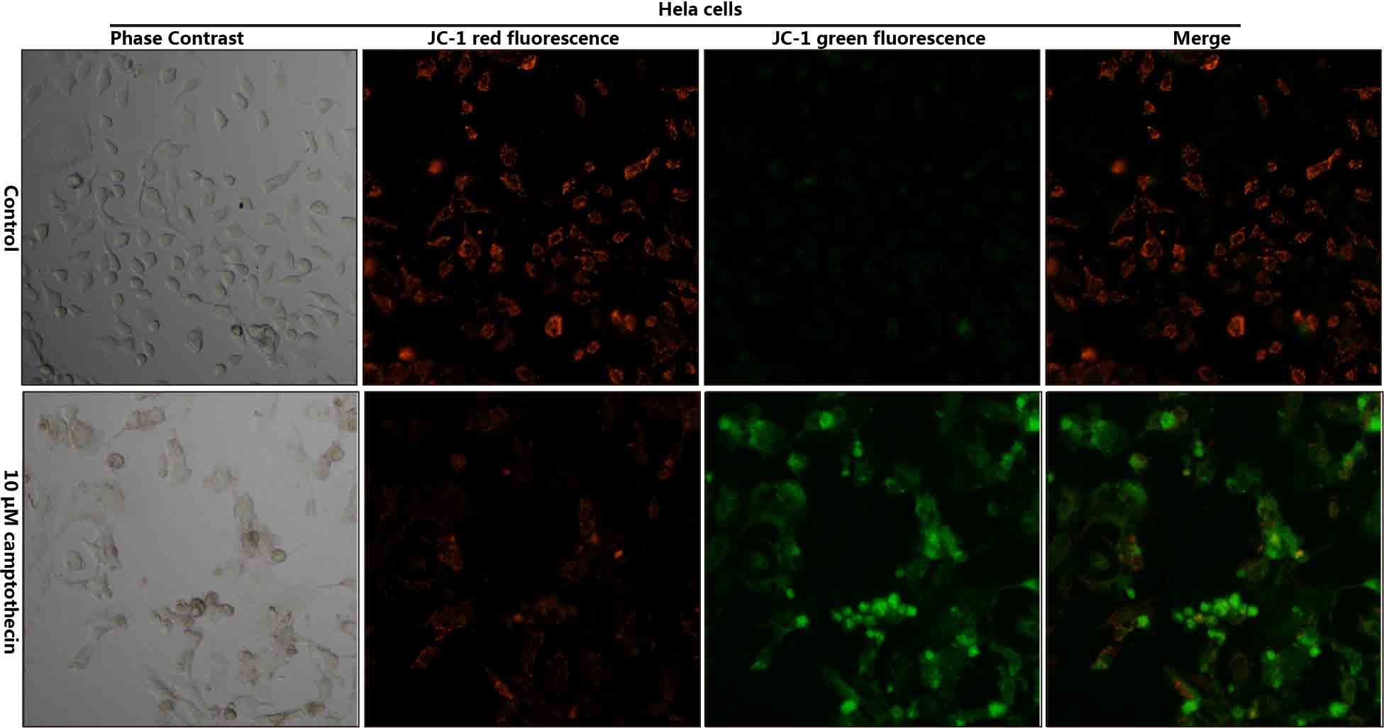 Валидация Elabscience E-CK-A301 - 83