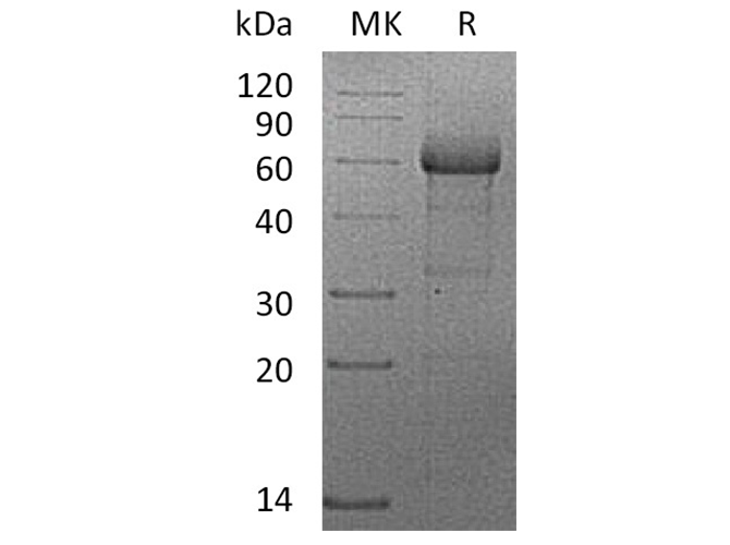 Валидация Elabscience PKSH033484(3790)