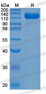 Валидация AntibodySystem AHD38501