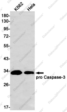 Вестерн-блоттинг, Pro Caspase-3, клетки K562 и HeLa