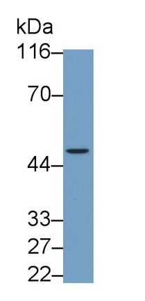 26723