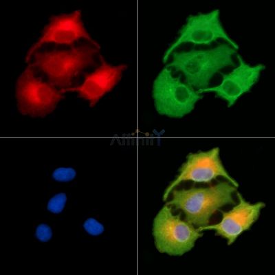 Валидация Affinity DF8970 - 21157