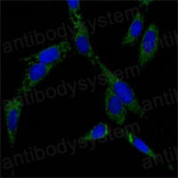 Валидация IF - AntibodySystem RHE05802