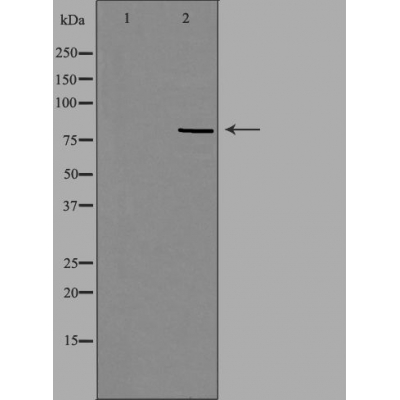 Валидация Affinity DF4443 - 15954