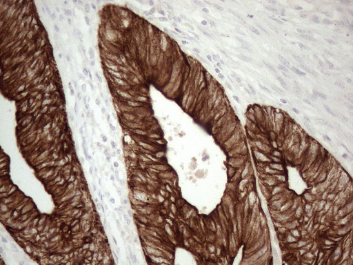 Валидация AssayVector ARM1130(368)