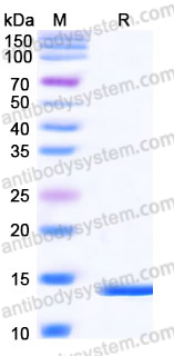 YHE07002, SDS-PAGE
