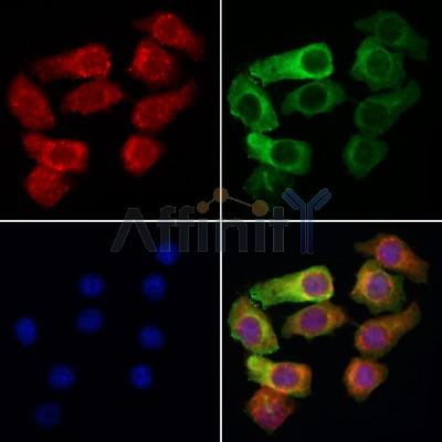 Валидация Affinity DF8021 - 19849